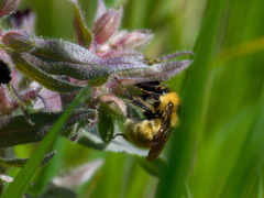 Bombus distinguendus