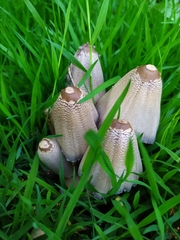 Coprinopsis strossmayeri