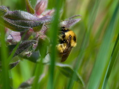 Bombus distinguendus