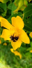 Bombus terrestris
