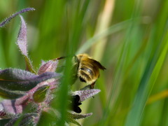 Bombus distinguendus