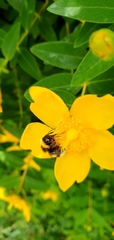 Bombus terrestris