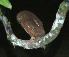 Otus rutilus rutilus