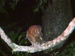 Otus rutilus rutilus