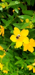 Bombus terrestris