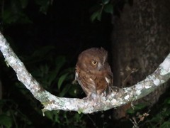 Otus rutilus rutilus