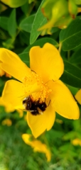 Bombus terrestris