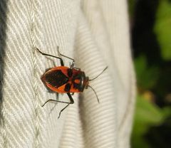 Corizus hyoscyami