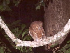 Otus rutilus rutilus