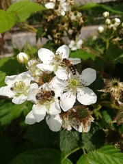 Apis mellifera