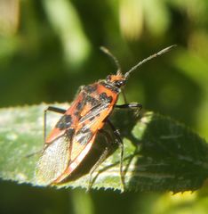Corizus hyoscyami