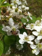 Apis mellifera