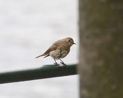 Phoenicurus phoenicurus