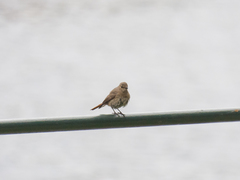 Phoenicurus phoenicurus