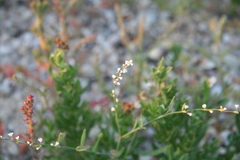 Polygonum arenarium