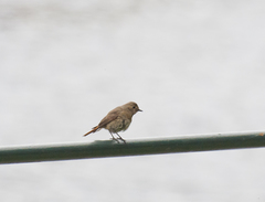 Phoenicurus phoenicurus