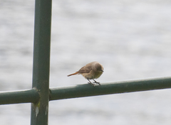 Phoenicurus phoenicurus