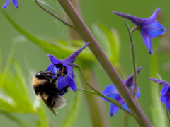 Bombus subterraneus