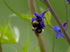 Bombus subterraneus