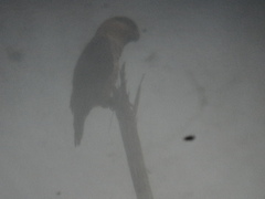 Pionites melanocephalus