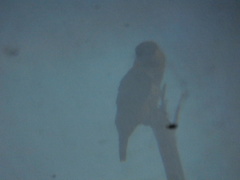 Pionites melanocephalus