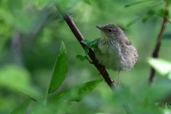 Locustella lanceolata