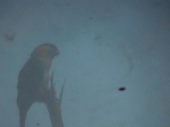 Pionites melanocephalus