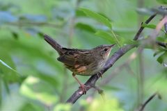 Locustella lanceolata