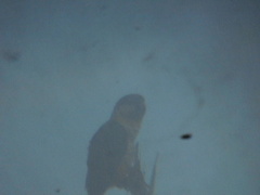 Pionites melanocephalus