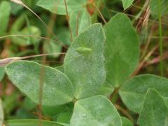 Erysiphe trifoliorum
