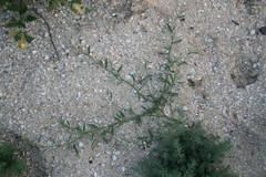 Polygonum arenarium