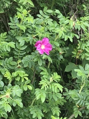 Rosa rugosa