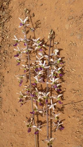 Eulophia cristata
