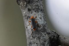 Cantharis livida
