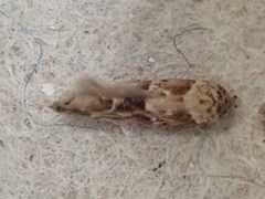Mompha stellella
