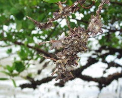 Ostreoidea