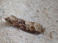 Mompha stellella