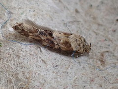 Mompha stellella