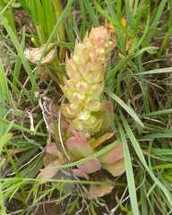 Orostachys malacophylla