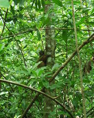 Lepilemur tymerlachsoni