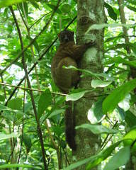 Lepilemur tymerlachsoni