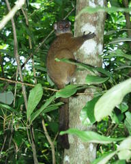 Lepilemur tymerlachsoni