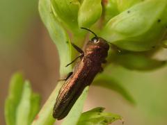 Agrilus hyperici