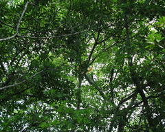 Eulemur macaco