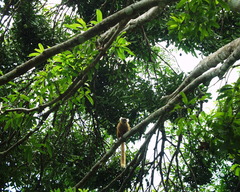 Eulemur macaco