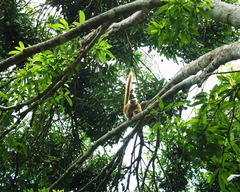 Eulemur macaco