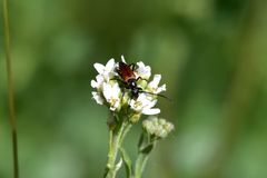 Stenurella melanura