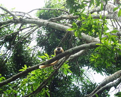 Eulemur macaco