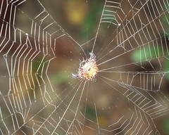 Gasteracantha thorelli