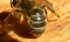 Halictus tumulorum
